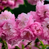 Badem s tri lopatice (louiseania)